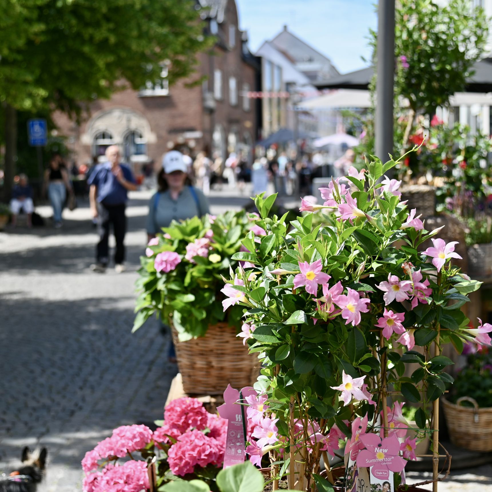 Sommerblomster på gågaden i Svendborg