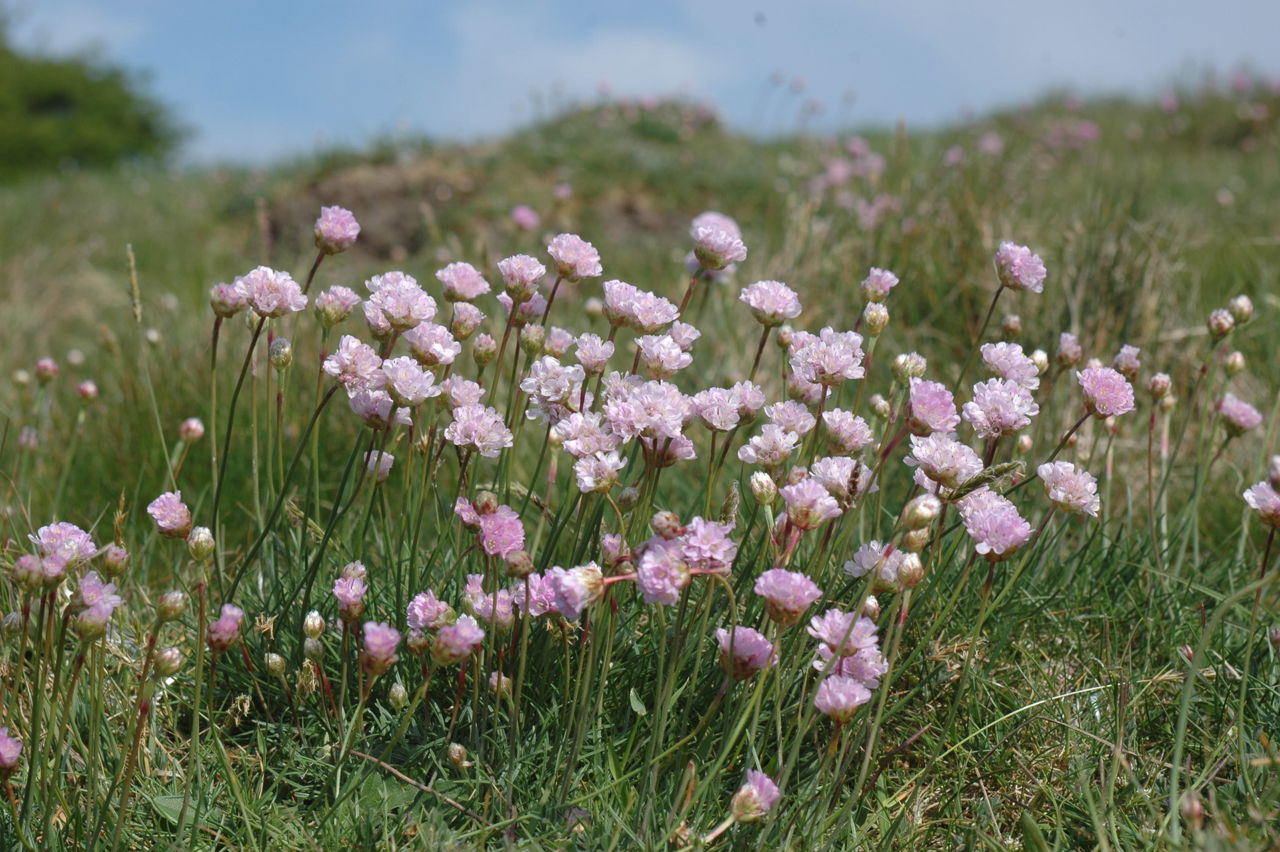 Engelsk græs